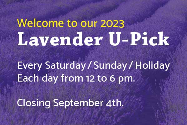 Lavender U-Pick 2022