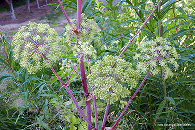 Angelica seed stands